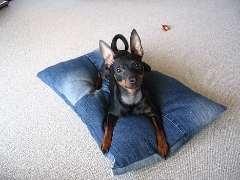 Dvaergpinscher Rødkildes Tacho - Er rigtig fotogen.. :o) billede 2