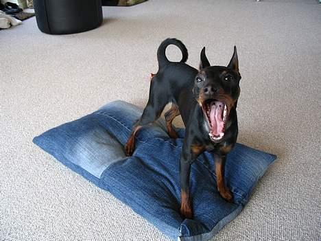 Dvaergpinscher Rødkildes Tacho - Når jeg er sulten råber jeg bare: MAAAAMZ!!!! billede 3