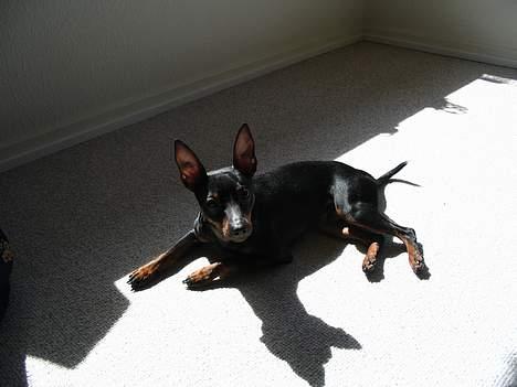 Dvaergpinscher Rødkildes Tacho - Er en rigtig "solkonge". Elsker at ligge i solen og suge varme.. billede 4