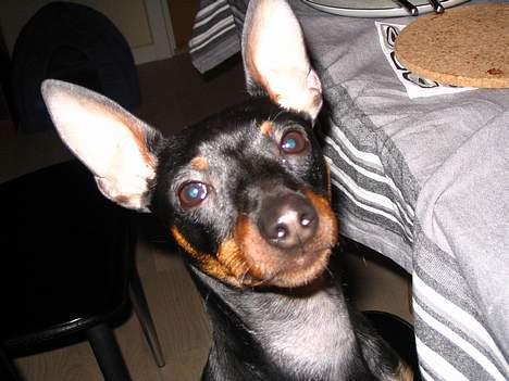 Dvaergpinscher Rødkildes Tacho - Her sidder jeg med til bords til påskefrokost 2006. Kunne jo være der vankede en godbid.. billede 5