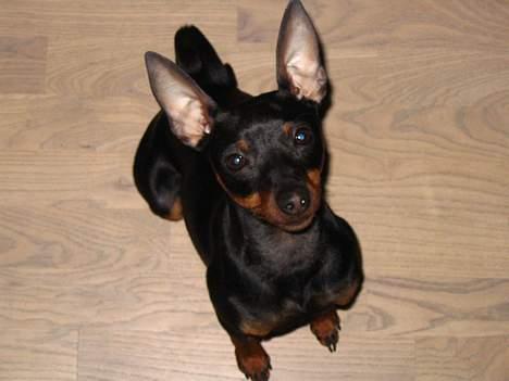 Dvaergpinscher Rødkildes Tacho - Her sidder jeg pænt. Bliver jeg nødt til, for ham der tager billedet har lovet en snack.. billede 6