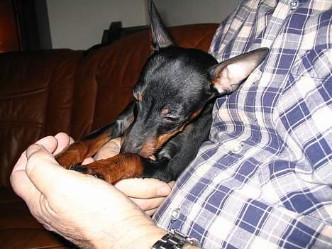 Dvaergpinscher Rødkildes Tacho - Elsker at hygge mig sammen med "bedstefar".. billede 7