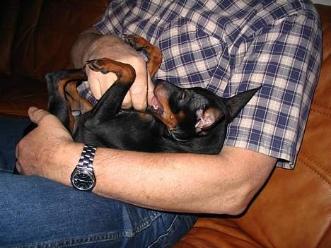 Dvaergpinscher Rødkildes Tacho - Hvis han ikke opfører sig pænt spiser jeg hans fingre.. billede 8