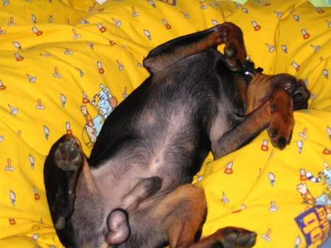 Dvaergpinscher Rødkildes Tacho - Her snupper jeg lige en lur.. Utroligt så ondt jeg havde i nakken da jeg vågnede.. billede 9