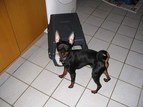 Dvaergpinscher Rødkildes Tacho - Her venter jeg på at komme i min transportkasse. Er nemlig ikke god til at sidde stille når vi kører bil.. billede 10