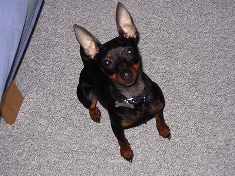 Dvaergpinscher Rødkildes Tacho - Her sidder jeg pænt igen. Utroligt hvad man skal gøre for en dum lille godbid :o) billede 11