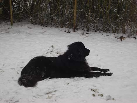 Newfoundlænder Baloo billede 1