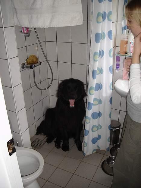 Newfoundlænder Baloo billede 2