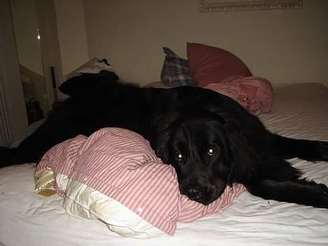 Newfoundlænder Baloo billede 3