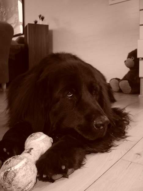 Newfoundlænder Baloo billede 4