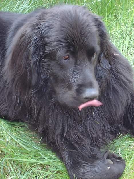Newfoundlænder Baloo billede 5