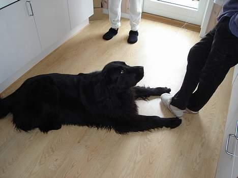 Newfoundlænder Baloo billede 6