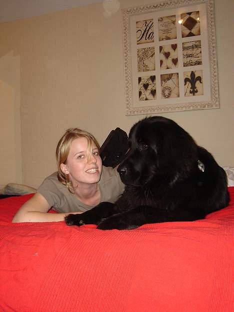 Newfoundlænder Baloo billede 7