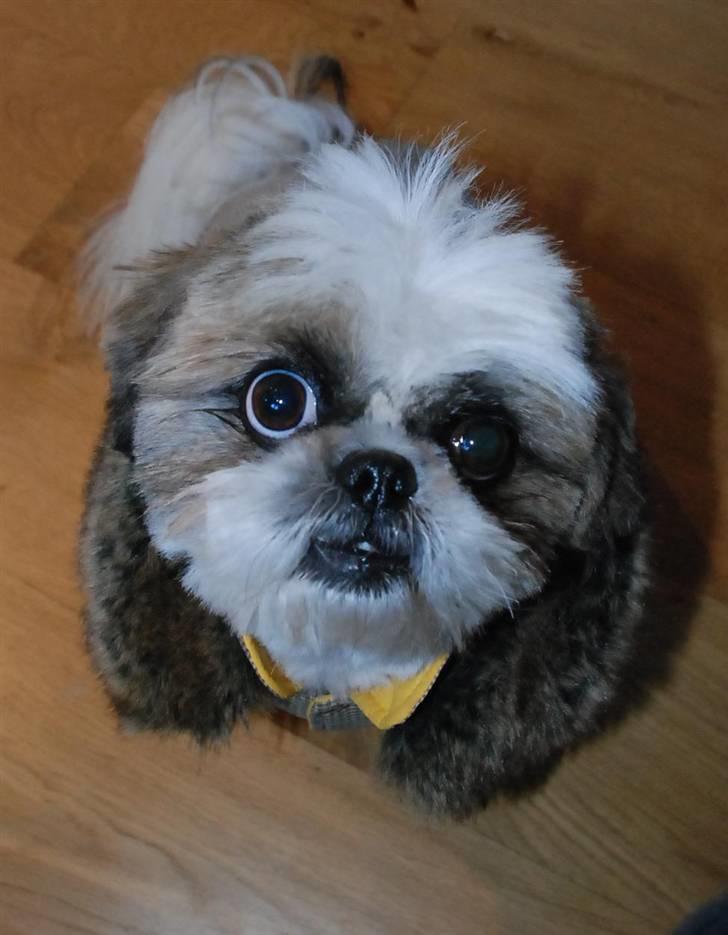 Pekingeser /Shih Tzu *TOPPER* RIP - Heyhey - Jeg hedder Topper og håber i vil kigge lidt rundt:) billede 1