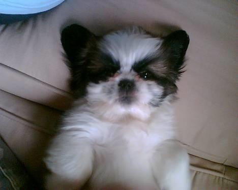 Pekingeser /Shih Tzu *TOPPER* RIP - Hey her er et billed af mig nu samlignet med dengang jeg var lille hvalp:) billede 2