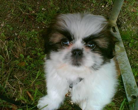 Pekingeser /Shih Tzu *TOPPER* RIP - Er jeg ikke bare sød? billede 5