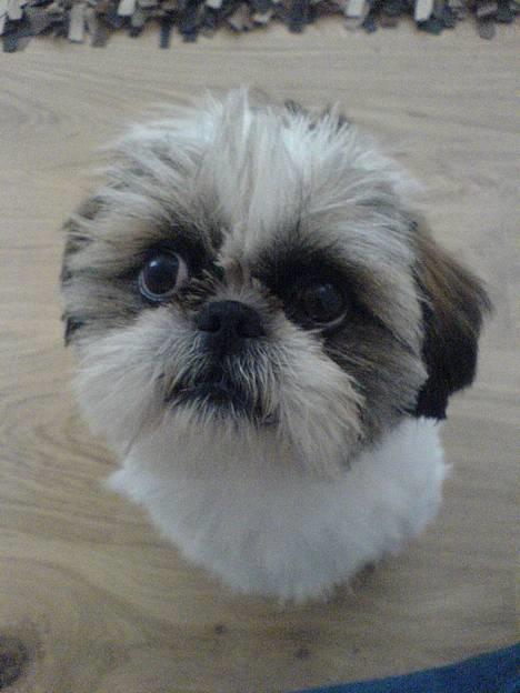 Pekingeser /Shih Tzu *TOPPER* RIP - Jeg ELSKER kameraer - for jeg er så mega lækker på billeder billede 6