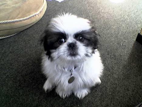 Pekingeser /Shih Tzu *TOPPER* RIP - kun 10 uger gammel billede 7