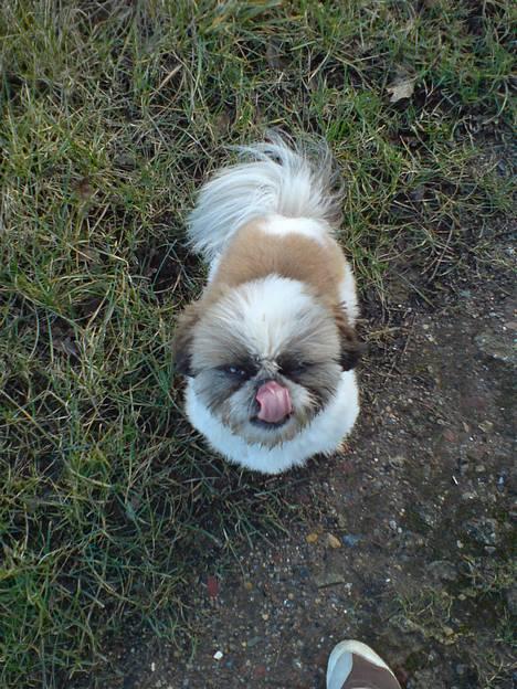 Pekingeser /Shih Tzu *TOPPER* RIP - MOR, jeg hader når du sætter hår på mig billede 8