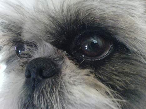 Pekingeser /Shih Tzu *TOPPER* RIP - Ser jeg ikke betænksom ud??? billede 9