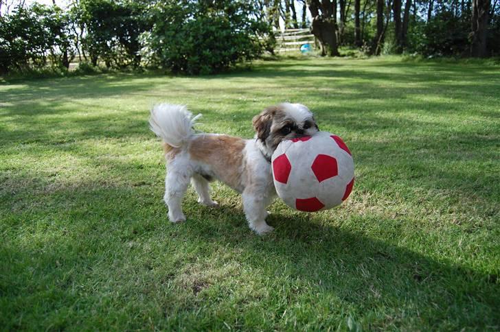 Pekingeser /Shih Tzu *TOPPER* RIP - Her med munden fuld... billede 10