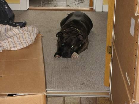 Staffordshire bull terrier Zaki - Midt i flytteroddet skal der også være plads til at slappe af. billede 3