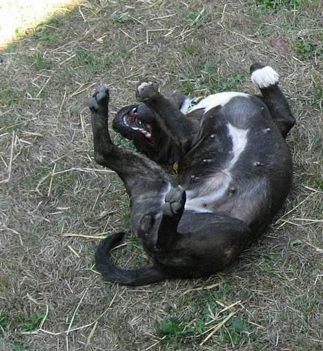 Staffordshire bull terrier Zaki - Endnu en af mine favoritstillinger.... billede 4