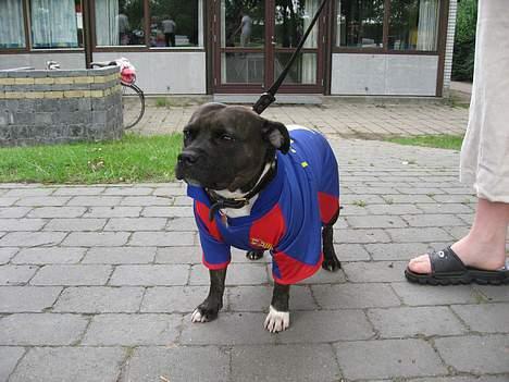 Staffordshire bull terrier Zaki - Mascot for sønnes fodboldhold billede 6