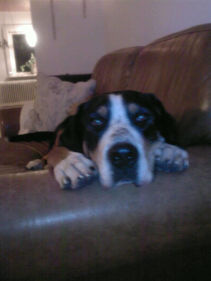 Grosser schweizer sennenhund Alfi Aflivet - Hygge aften på sofaen. billede 3