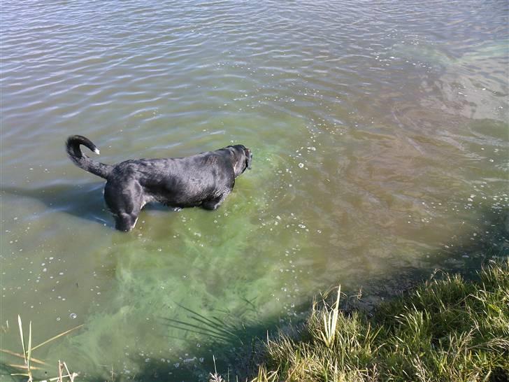 Grosser schweizer sennenhund Alfi Aflivet - Ude og bade billede 4