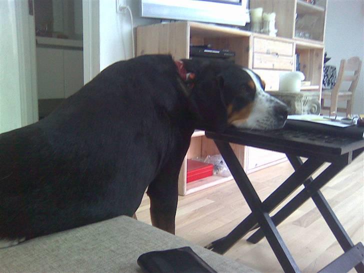 Grosser schweizer sennenhund Alfi Aflivet billede 5