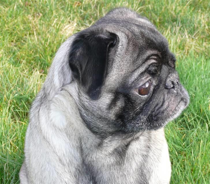 Mops *Boris* - 1. Velkommen til min profil.  billede 1