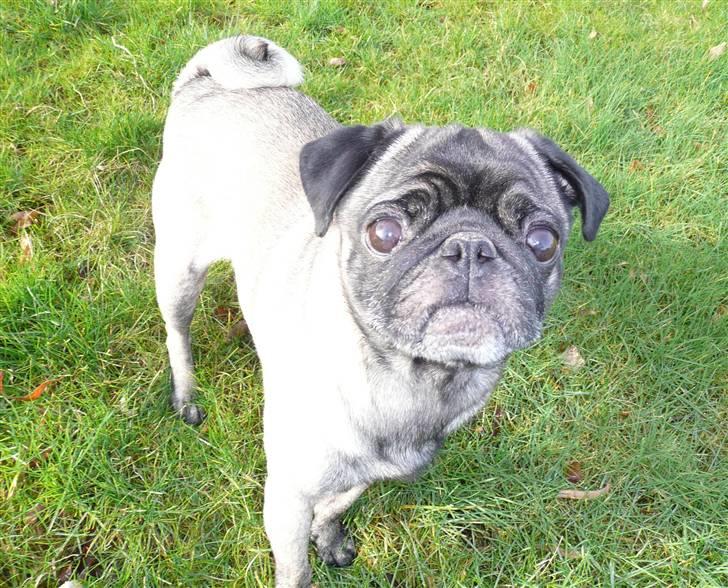 Mops *Boris* - 2.  billede 2