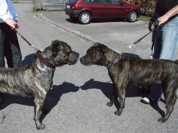 Dogo canario § Ricko § R.I.P MIN BEDSTE VEN! billede 1