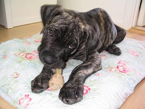 Dogo canario § Ricko § R.I.P MIN BEDSTE VEN! - 11 Uger! billede 2