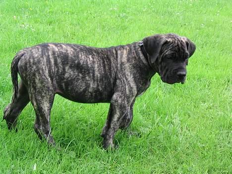 Dogo canario § Ricko § R.I.P MIN BEDSTE VEN! - 10 Uger! billede 3