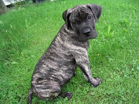 Dogo canario § Ricko § R.I.P MIN BEDSTE VEN! - 10 Uger! billede 4