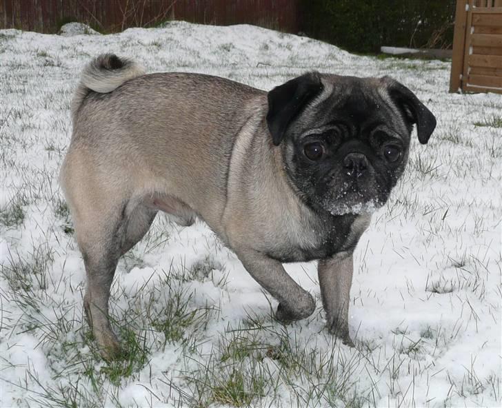 Mops *Boris* - 3.  billede 3