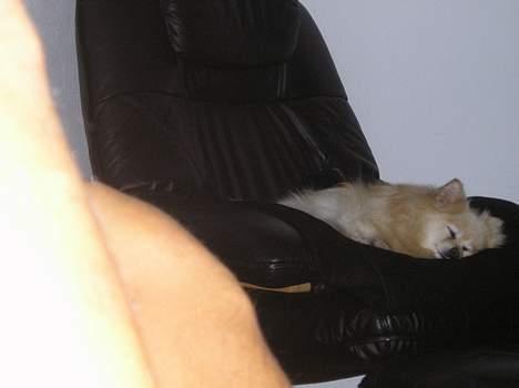 Pomeranian sandy billede 14