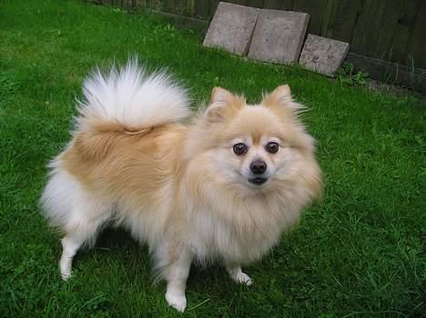 Pomeranian sandy billede 15