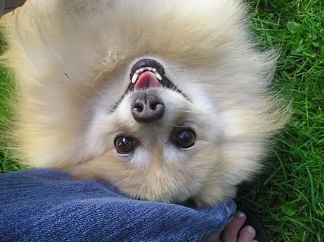 Pomeranian sandy billede 16