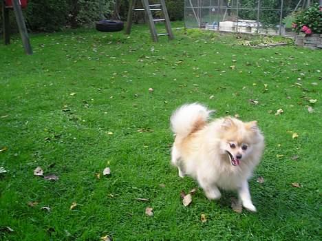 Pomeranian sandy billede 17