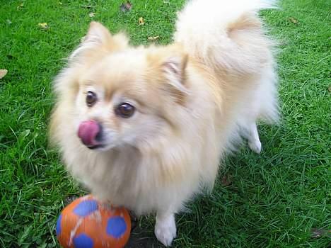 Pomeranian sandy billede 18