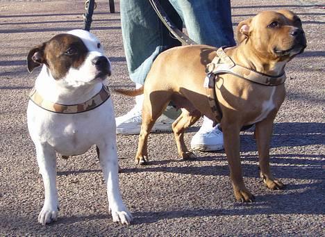 Staffordshire bull terrier Chili - NYT! Chili med datteren MIra 3.feb.07 billede 14