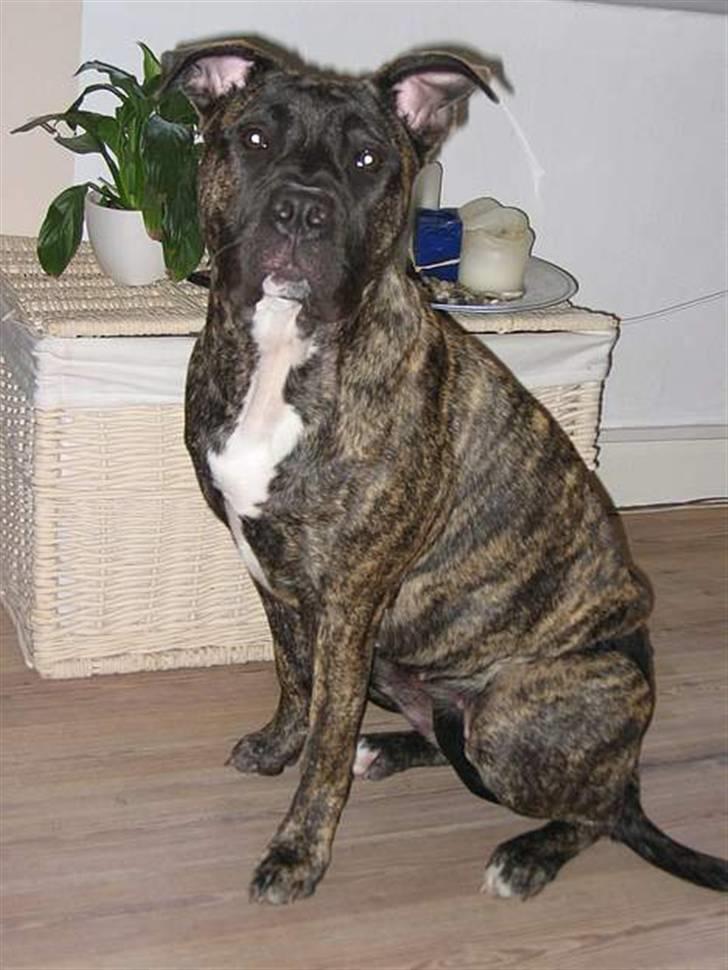 Dogo canario Gucci - Harj jeg hedder Gucci billede 1