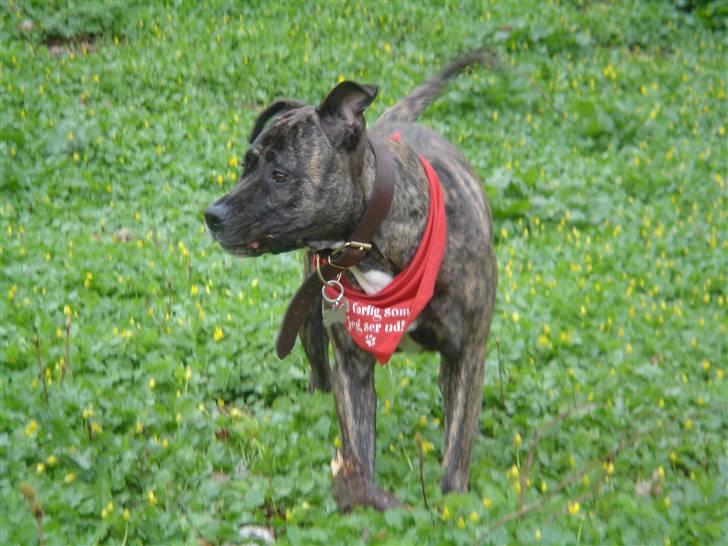 Dogo canario Gucci - Ælsker at være ude og lege med mine venner og familie og Ælsker pinde billede 2