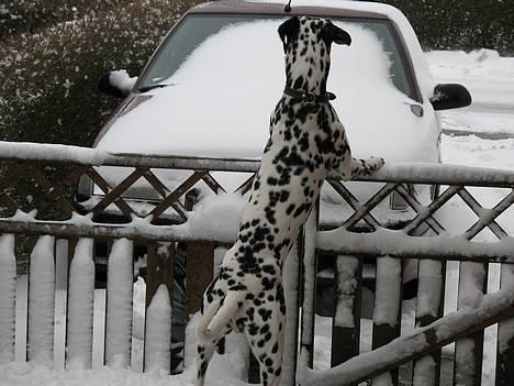 Dalmatiner Rico - hehe billede 11