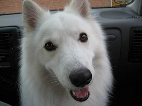 Dansk Spids bounty billede 6