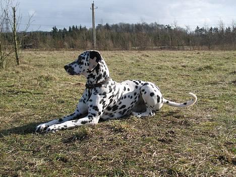 Dalmatiner Rico billede 12