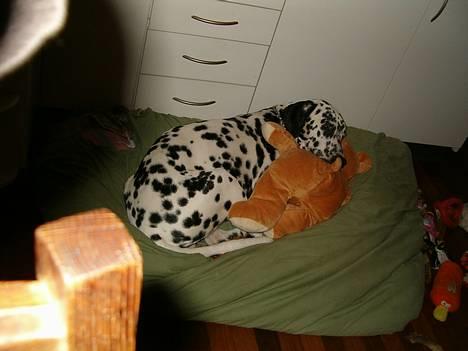 Dalmatiner Rico - Puha, hårdt med juleaften :D billede 13